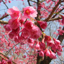 ヒカン（カンヒ）桜