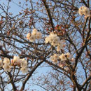 葵橋辺の桜