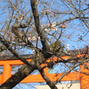 平野神社の鳥居と桜